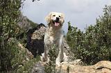 GOLDEN RETRIEVER 749